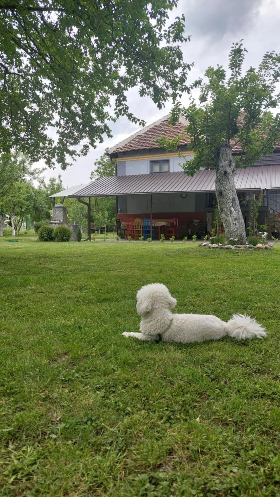 Apartmani Petkovic 226 Velika Drenova Extérieur photo
